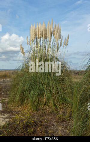 Pampasgras (Cortaderia Selloana), Poaceae Stockfoto