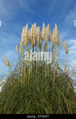 Pampasgras (Cortaderia Selloana), Poaceae Stockfoto