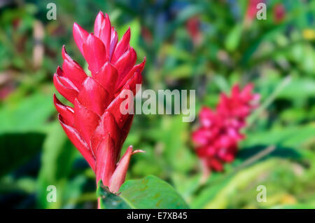 Red Ginger oder Alpinia Purpurata sind malaysische Pflanzen mit auffälligen Blüten wachsen aus bunten roten Hochblätter. Stockfoto