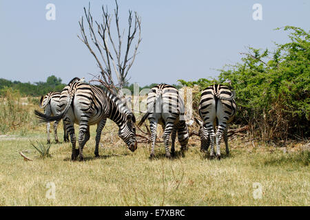 Wilde Burchell-Zebra im Nationalpark Afrikas, ein schöne Safari Anblick. Prost! Rückansicht des Zebras Hintern wie sie grasen Stockfoto