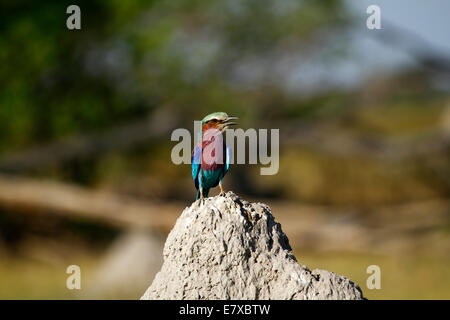 Afrikanische Vogelwelt, Frontalansicht von Botswana & Kenias Nationalvogel, den Lilac breasted Roller hoch oben auf einem Termite-Hügel Stockfoto