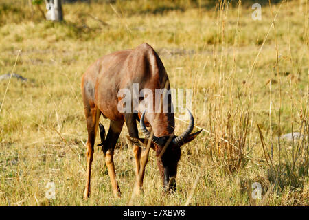 Schöne Topi Bull Antilope in Botswana, Kopf nach unten Beweidung, feines Beispiel Stockfoto