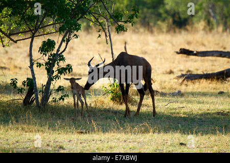 Schöne Topi Antilope in Botswana, Mutter & Baby haben gerade entbunden, leckt sie das Reh um Bewegung zu fördern Stockfoto