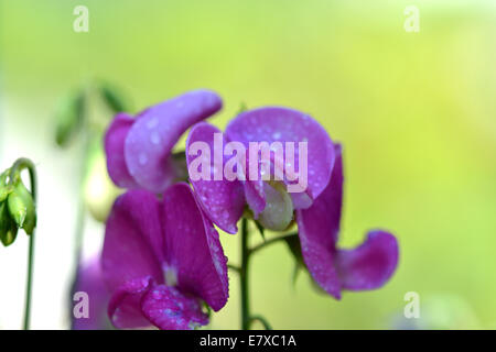 Nahaufnahme von rosa Blume mit Wasser Tropfen Stockfoto