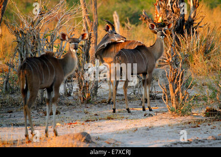 Zucht-Herde von weiblichen afrikanischen große Kudu Antilope Fütterung & Busch Veld durchsuchen Stockfoto