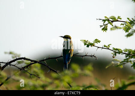 Afrikanische Vogelwelt, Blauracke thront auf einer Akazie Dornbusch, migrieren sie von Europa nach Afrika zu züchten Stockfoto
