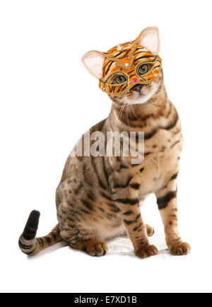 Bengal-Katze mit einem Tiger Maskerade Maske Ausschnitt Stockfoto