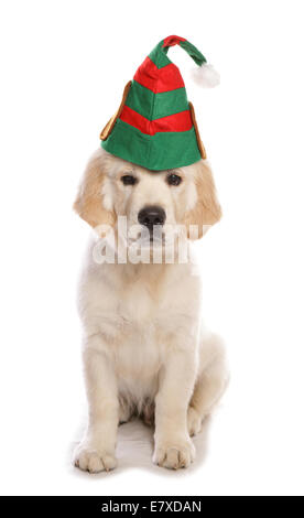 Golden Retriever Hund trägt ein Elf-Hut-Ausschnitt Stockfoto