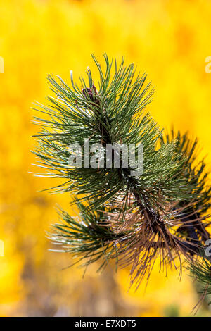 Close-up of Pinus ponderosa, ponderosa pine, bull pine, blackjack pine,or western yellow pine needles and Aspen fall foliage Stockfoto