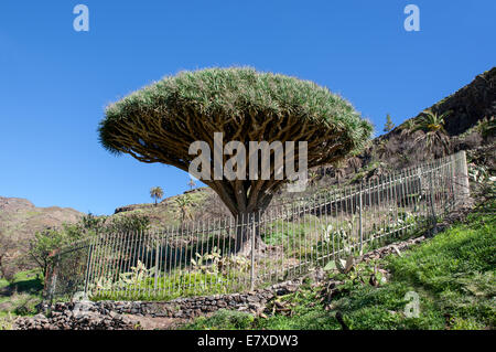 La Gomera - Drachenbaum El Drago Stockfoto