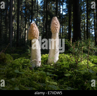 Gemeinsame Stinkmorchel - Phallus impudicus Stockfoto