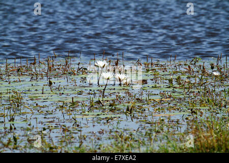 Blühende weiße Seerosen am Okavango Delta bieten Food & Schönheit für viele Stockfoto