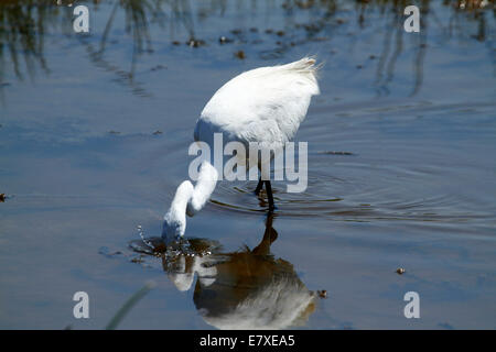 Afrikanische Vogelwelt, Silberreiher Fütterung im flachen Wasser mit einer Reflexion im pool Stockfoto