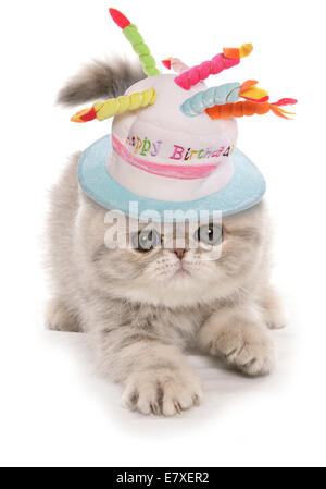 exotische Kätzchen einen herzlichen Glückwunsch zum Geburtstag Hut Stockfoto