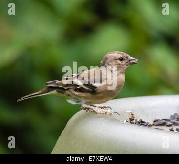 Buchfink, Weiblich, (Fringilla Coelebs), stehend auf Vogelhäuschen, Dorset, England, UK Stockfoto