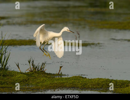 Kleiner Reiher Landung. Egretta garzetta Stockfoto