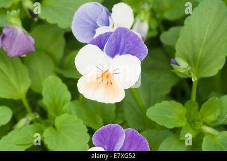 Viola "Penny Pfirsich Jump Up" Stockfoto