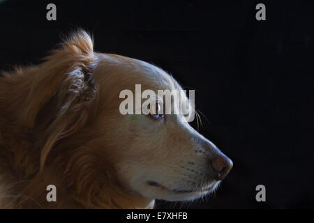 Hund hautnah Stockfoto