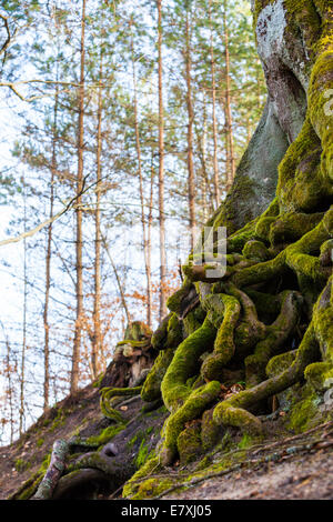 Natur. Nahaufnahme der verworrenen Baumwurzeln mit grünem Moos bedeckt. Im Freien. Stockfoto