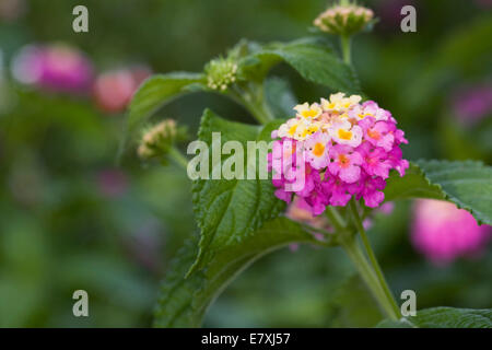 Lantana Camara 'Feston Rose' blüht. Stockfoto