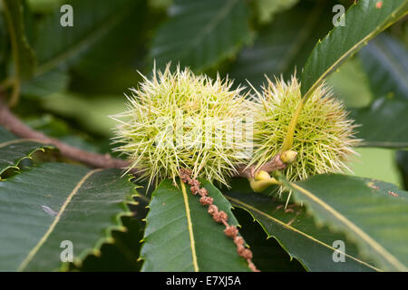 Castanea Sativa. Süße Kastanien auf dem Baum. Stockfoto