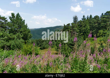 Grünen Wald und hohen Gipfeln im Rila-Gebirge, Bulgarien Stockfoto