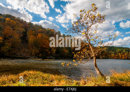 Ein einsamer Baum steht ein Herbst Hang über See Chinnabee in Talladega National Forest in Alabama, USA Stockfoto