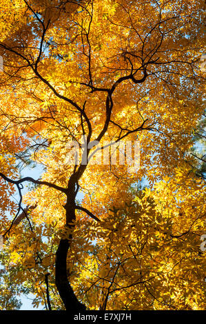 Sassafras (Sassafras Albidum) in Talladega National Forest, Alabama, USA. Stockfoto