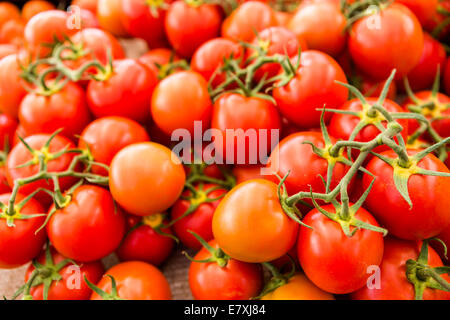 Frische Bio-Roma-Tomaten zum Verkauf auf dem örtlichen Bauernmarkt. Stockfoto