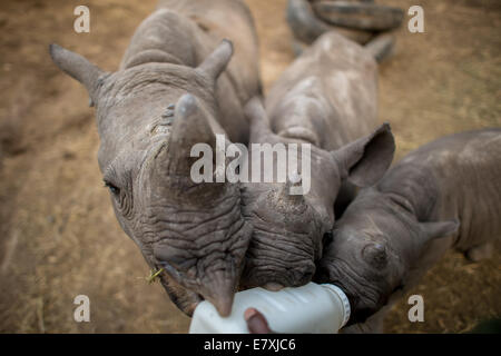 Adan, ein Torwart, ernährt sich Milch zu verwaisten Baby südlichen Breitmaulnashörner bei Lewa Wildlife Conservancy im Norden Kenias. Die Konser Stockfoto