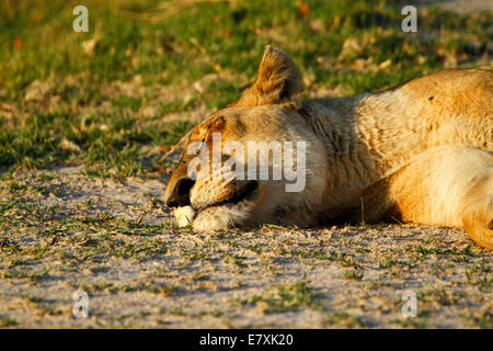 Der königliche Löwe, Afrikas Top & gefürchtetsten Apex Predator Nahaufnahme eines schlafenden Löwin-Kopf Stockfoto