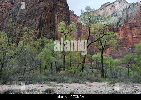 Tempel der Sinawava, gesehen von den Ufern des Flusses Jungfrau, Zion Nationalpark, Utah, USA Stockfoto