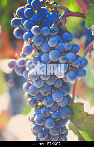 Ein Reifen Cluster von Trauben hängt in einem Weinberg in schönen Weinregion Kaliforniens abgeholt und zu Wein gemacht werden. Stockfoto