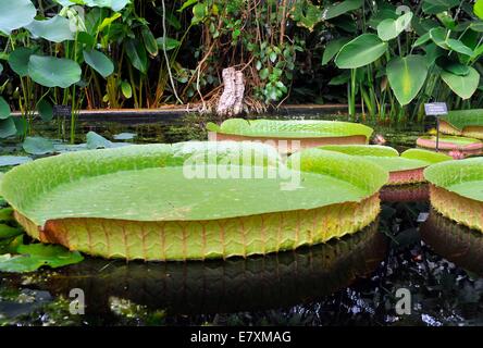 Der University of Oxford Botanic Garden ist der älteste botanische Garten in Großbritannien. seine weitere 375 Jahre alt.   Victoria cruzian Stockfoto