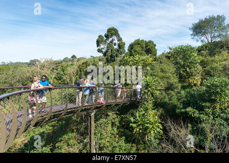 Besucher auf dem hundertjährigen Baum Baldachin Gehweg Kirstenbosch Botanical Garden, Kapstadt, Südafrika Stockfoto