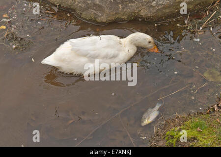 Nahaufnahme eines weißen Ente auf Nahrungssuche für Lebensmittel in einem verseuchten See neben einem Toten, schwimmenden Fische und Papierkorb Stockfoto