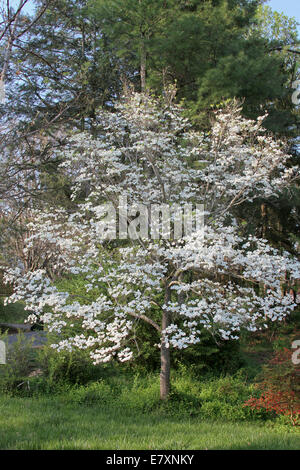 Ein Hartriegel Baum in in weißen Blüten bedeckt, bevor seine Blätter im frühen Frühling entstehen Stockfoto