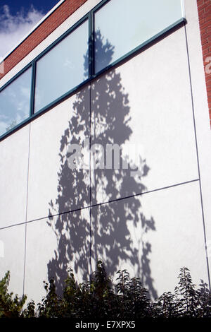 Platane Schatten an der Wand Stockfoto