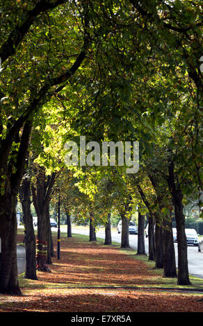 Allee der Rosskastanie Bäume in Lickey Road, Rednal, Birmingham, England, UK Stockfoto