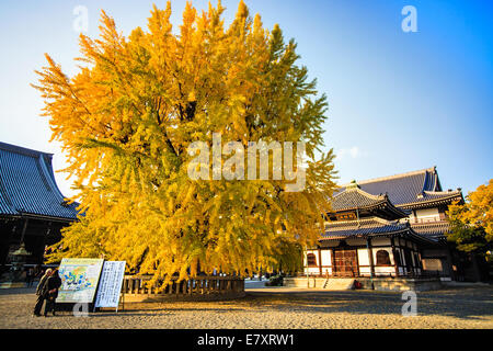 Kyoto, Japan - 24. November 2013: Nishi Hongan-Ji "Westlichen Tempel des ursprünglichen Gelübdes" ist einer der beiden Tempelanlagen der Jodo-S Stockfoto