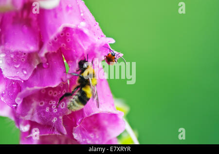 Lila Fingerhut (Digitalis Purpurea) in voller Blüte. Stockfoto