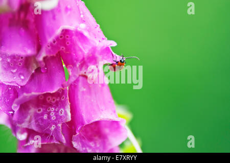 Lila Fingerhut (Digitalis Purpurea) in voller Blüte. Stockfoto