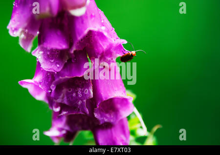 Lila Fingerhut (Digitalis Purpurea) in voller Blüte. Stockfoto