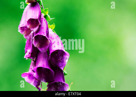 Lila Fingerhut (Digitalis Purpurea) in voller Blüte. Stockfoto