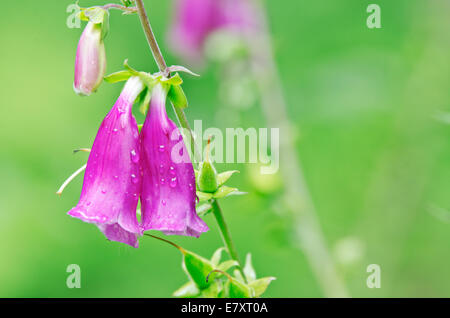 Lila Fingerhut (Digitalis Purpurea) in voller Blüte. Stockfoto