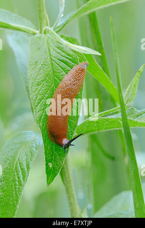 Große rote Nacktschnecke (Arion Rufus), North Rhine-Westphalia, Deutschland Stockfoto