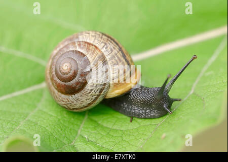 Wäldchen Schnecke (Arianta Arbustorum), North Rhine-Westphalia, Deutschland Stockfoto