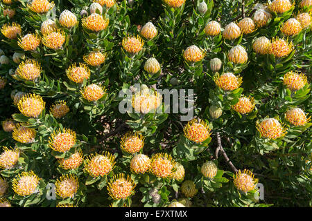 Das Protea Busch mit Blütenständen (Leucospermum Conocarpodendron X glabrum), Baum Nadelkissen, Kirstenbosch Botanischer Garten, Cape Stockfoto