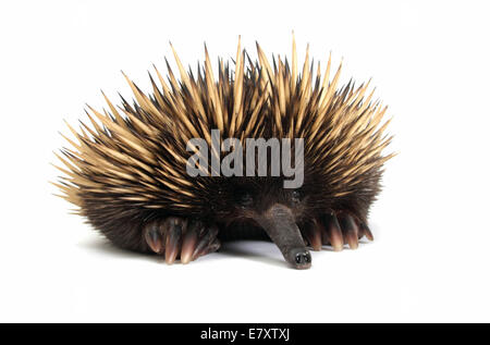 Kurzschnabeligel (Tachyglossus Aculeatus) Stockfoto