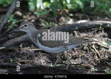 Flussuferläufer (Actitis Hypoleucos) auf der Suche nach Nahrung, Mecklenburg-Vorpommern, Deutschland Stockfoto